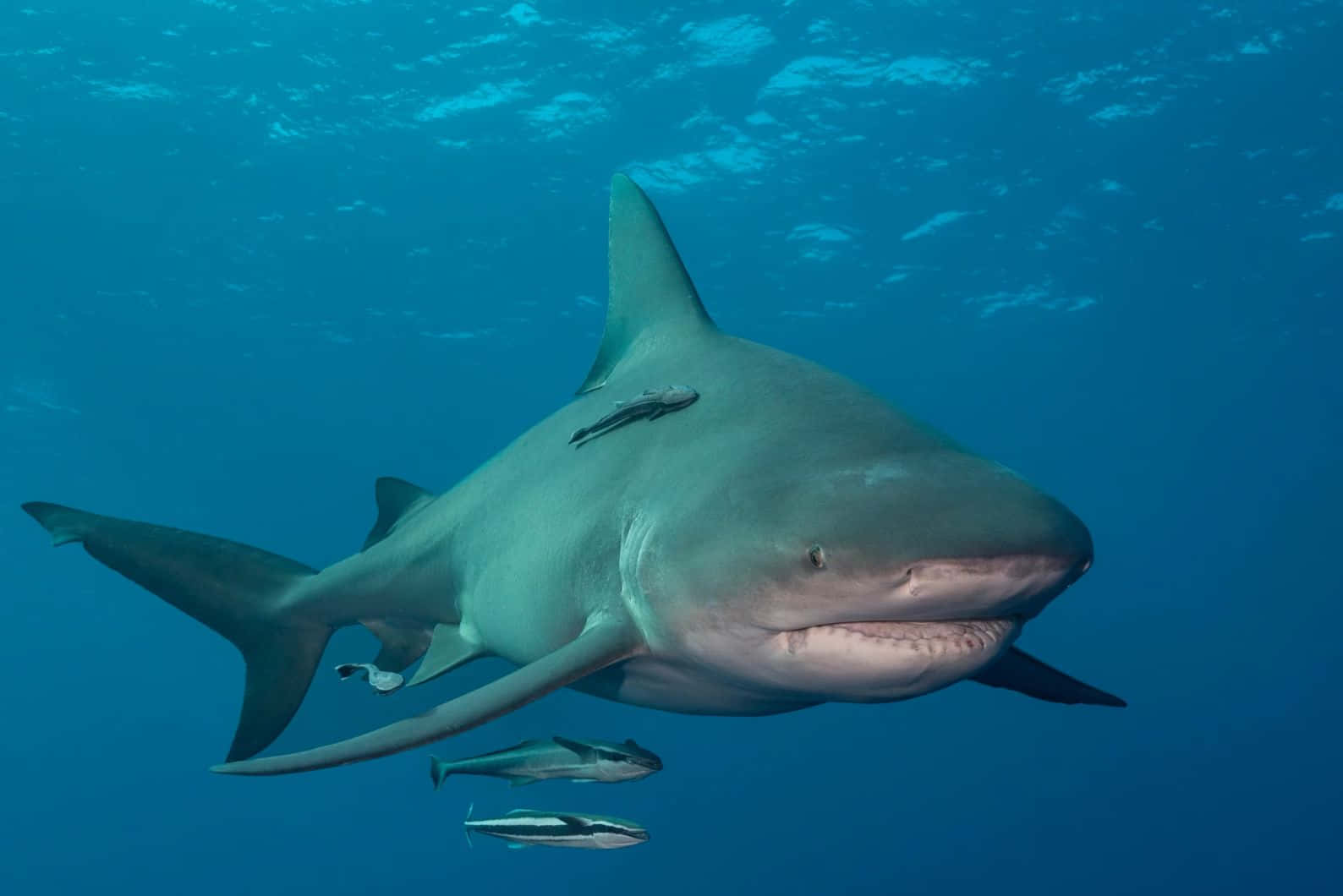 Bull Shark Underwater Encounter Wallpaper