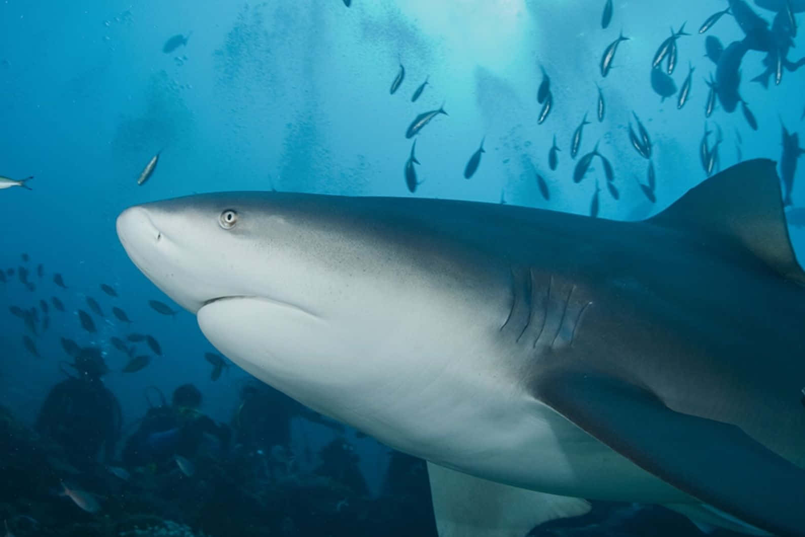 Bull Shark Underwater Encounter Wallpaper