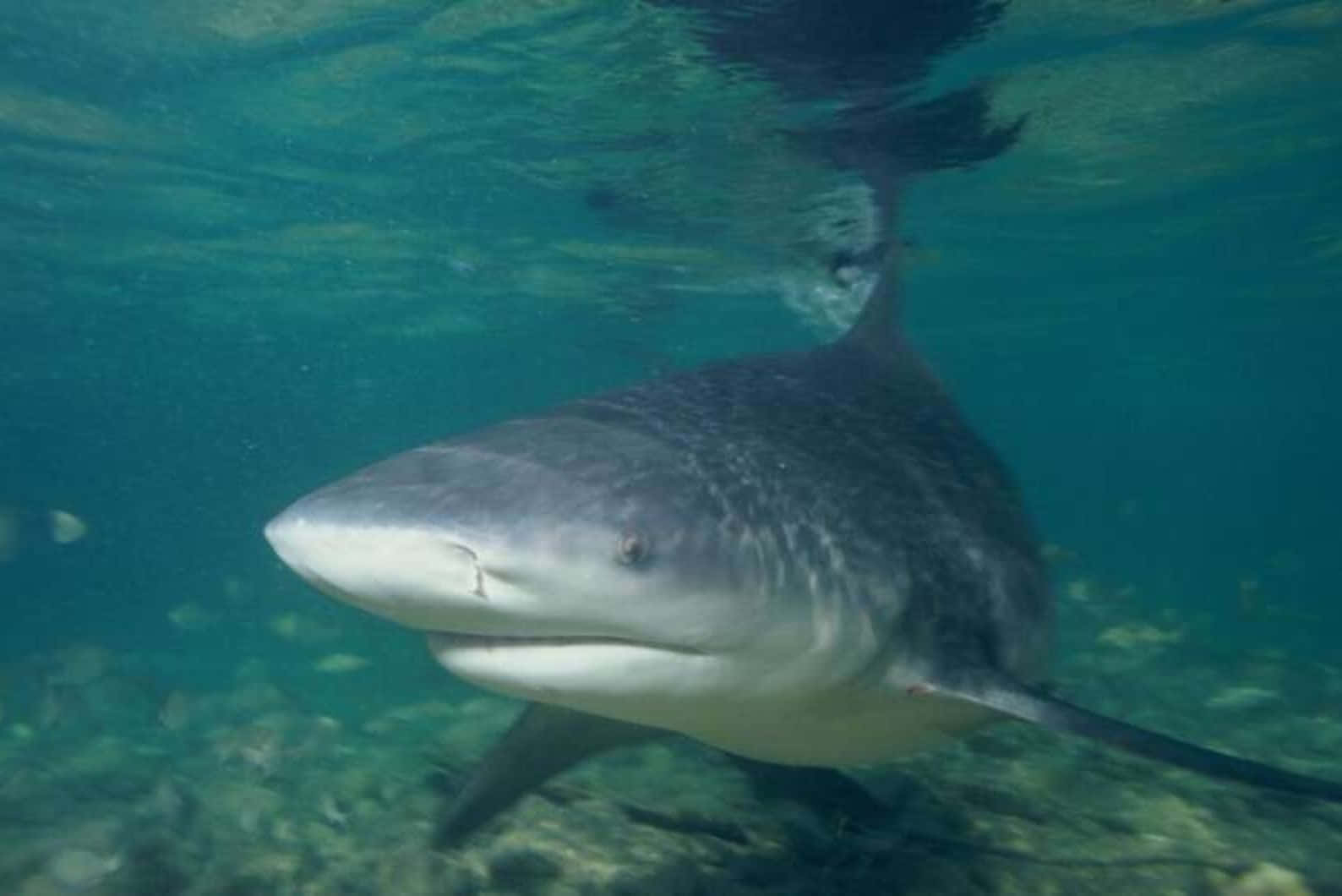 Bull Shark Underwater Photography Wallpaper