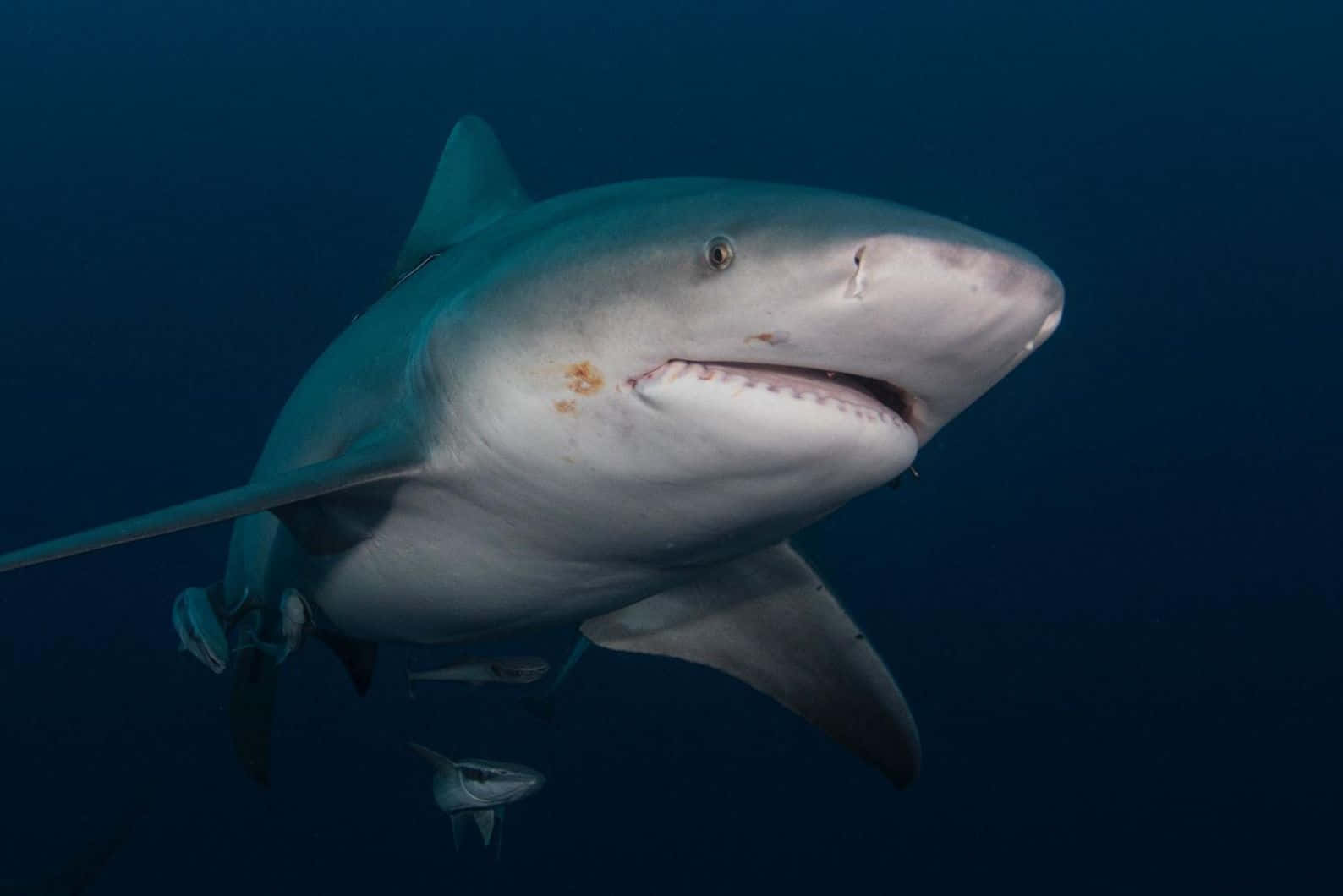 Bull Shark Underwater Portrait Wallpaper