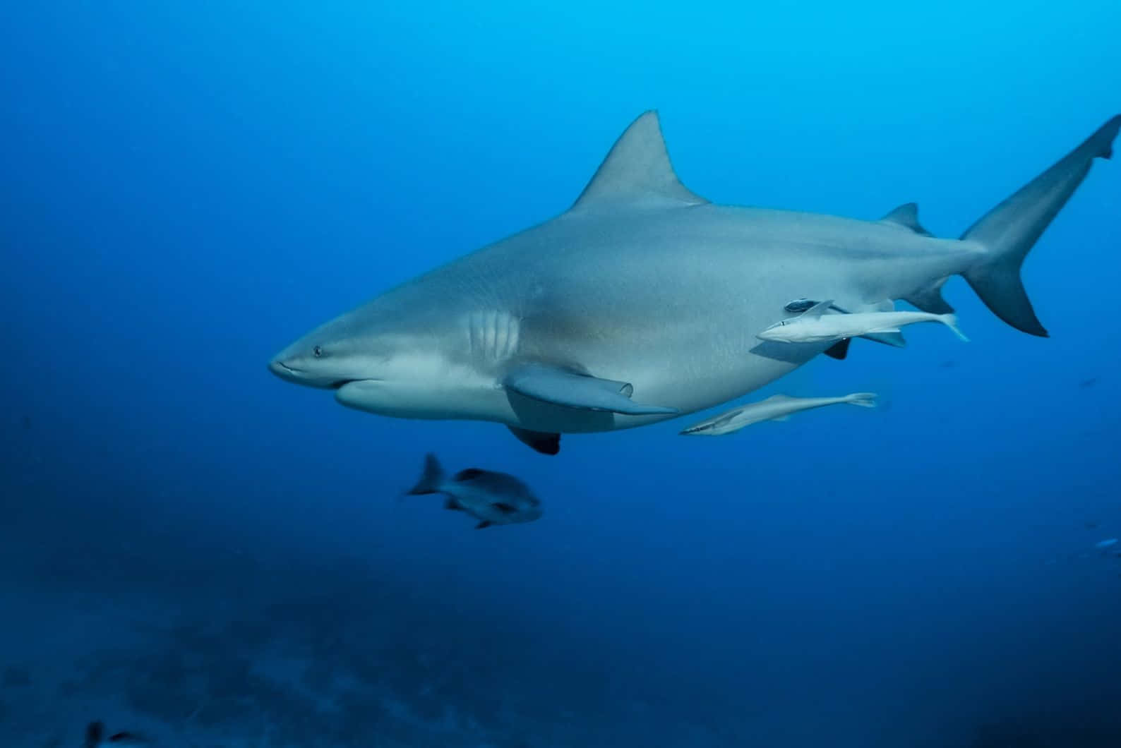 Bull Shark Underwater Swimming Wallpaper