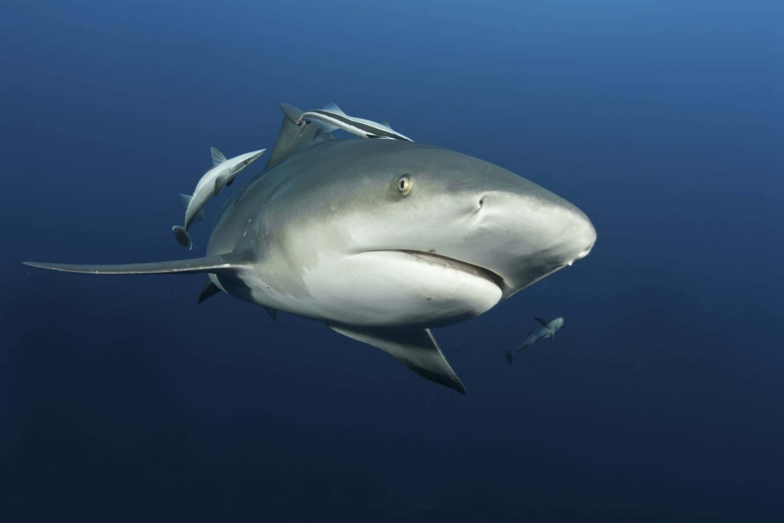 Bull Shark Underwater Swimming Wallpaper