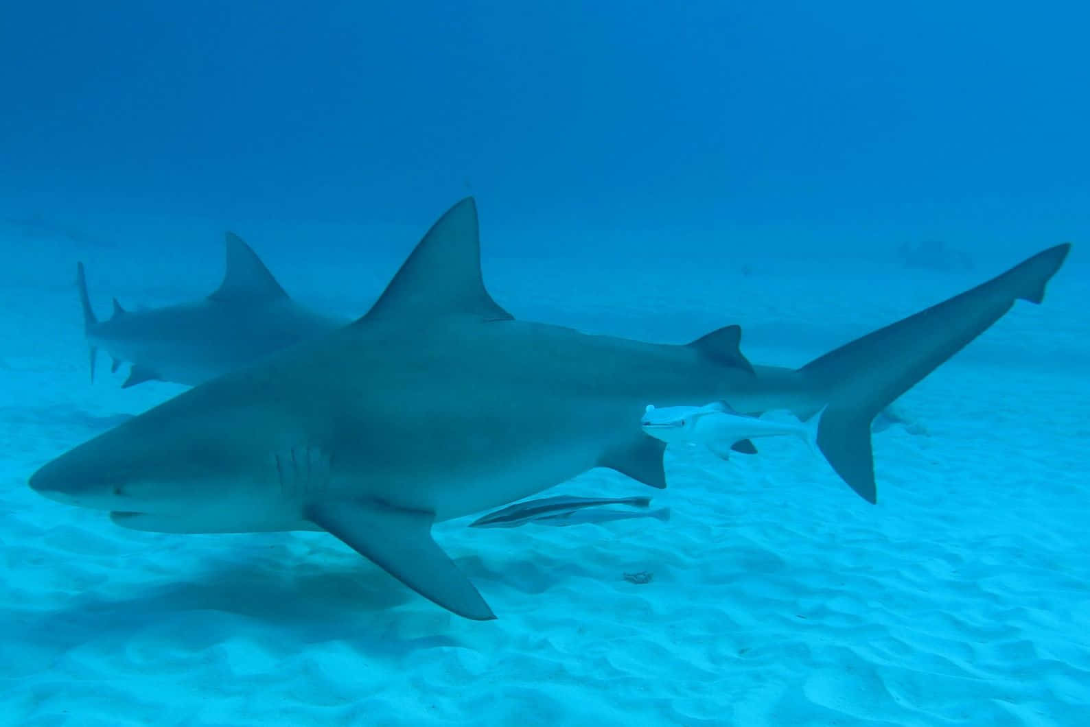 Bull Shark Underwater Swimming Wallpaper