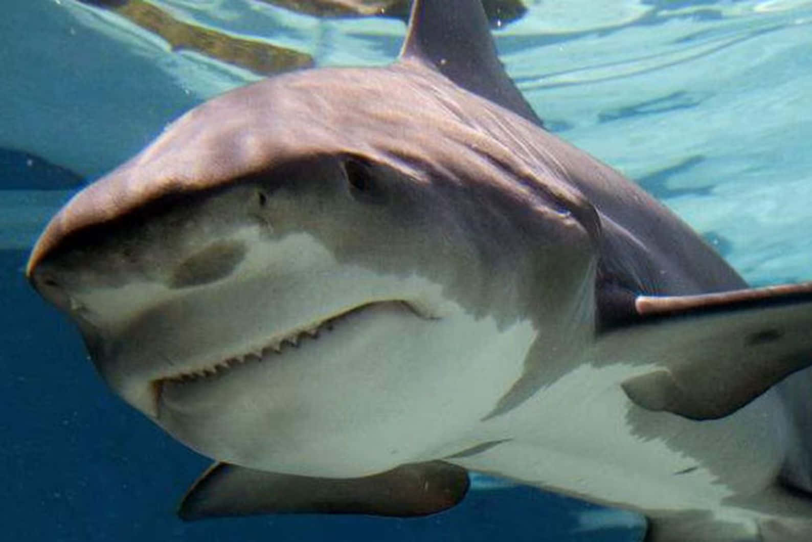 Bull Shark Up Close Wallpaper