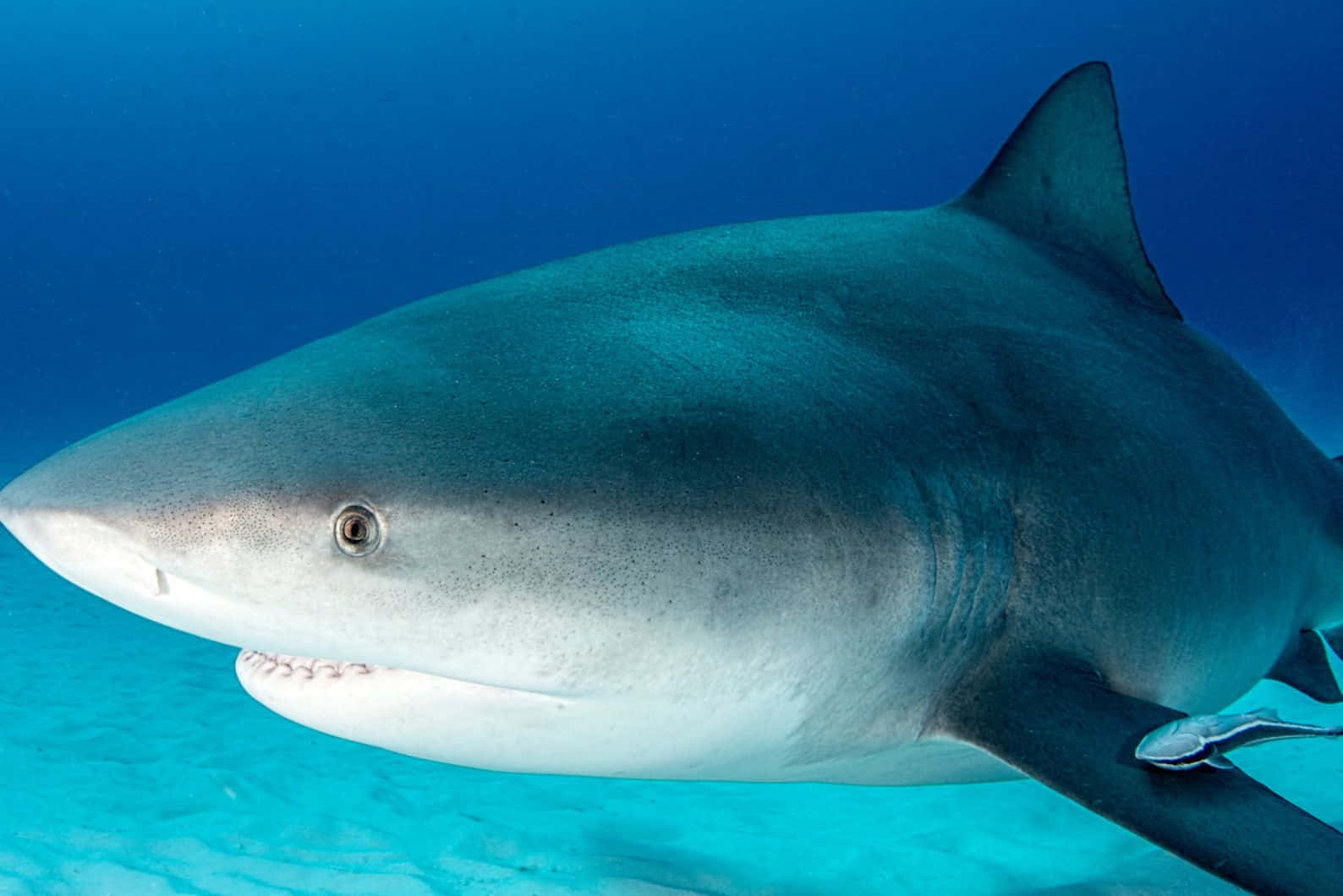 Bull Shark Up Close Wallpaper