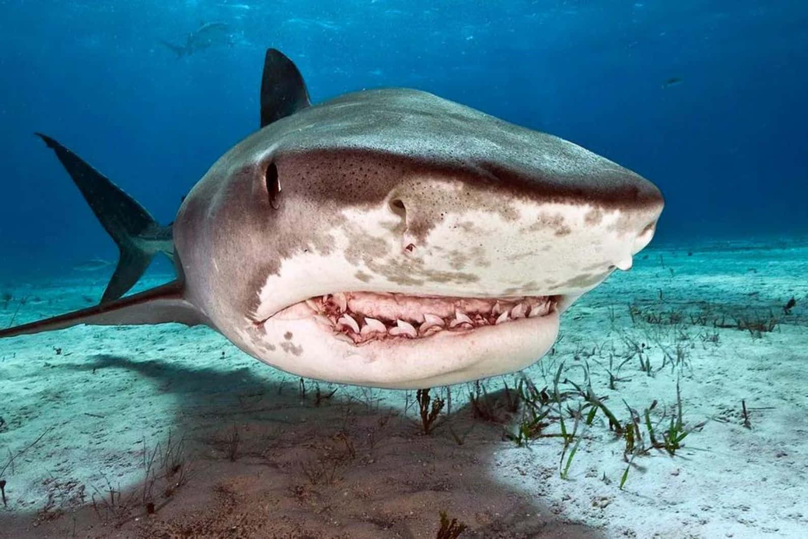 Bull Shark Up Close Wallpaper