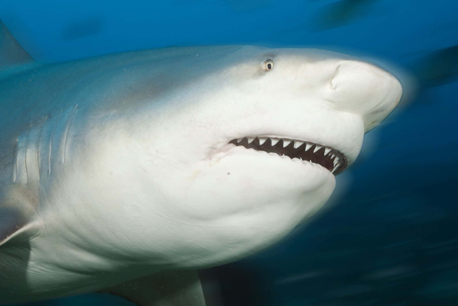 Bull Shark Up Close.jpg Wallpaper