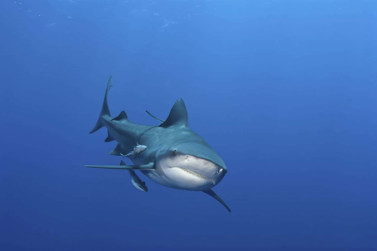 Bull Sharkin Blue Waters Wallpaper