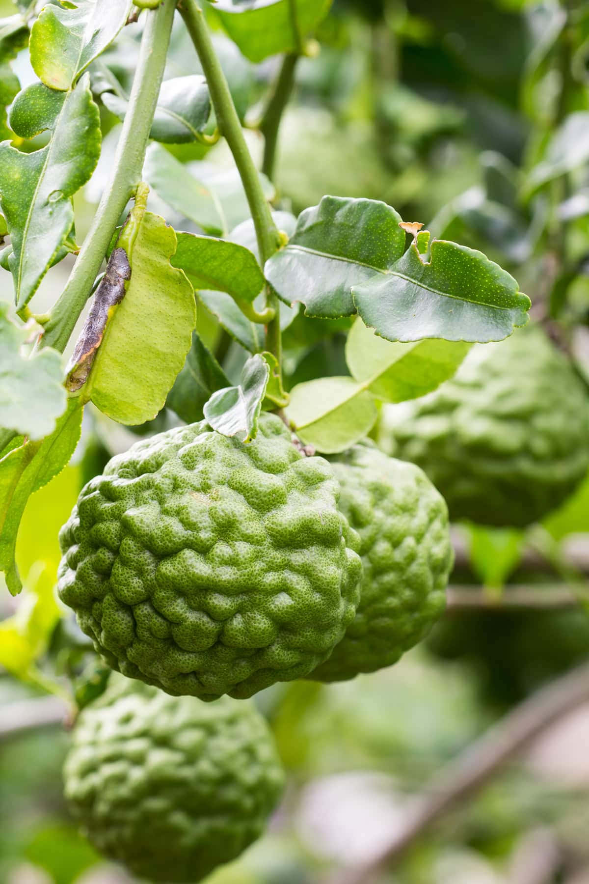 Bunch Of Wild Kaffir Lime Wallpaper