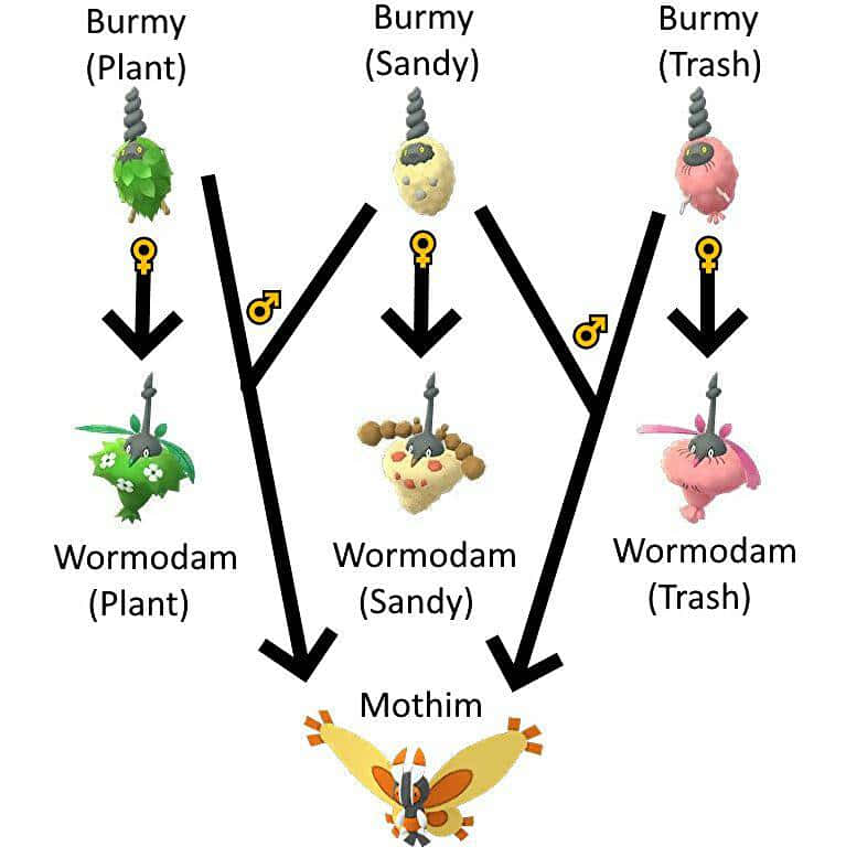 Burmy Evolution Map Wallpaper