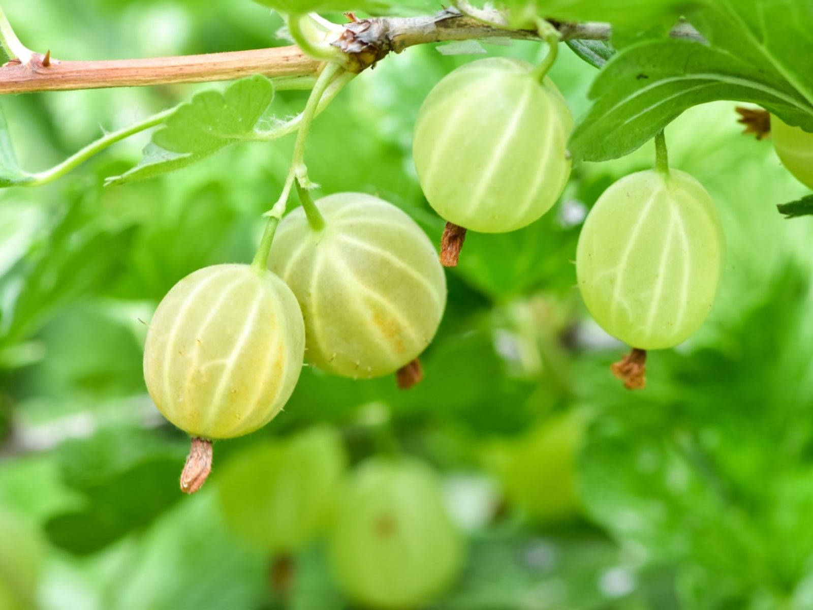 Burpee Gooseberry Amla Fruit Wallpaper