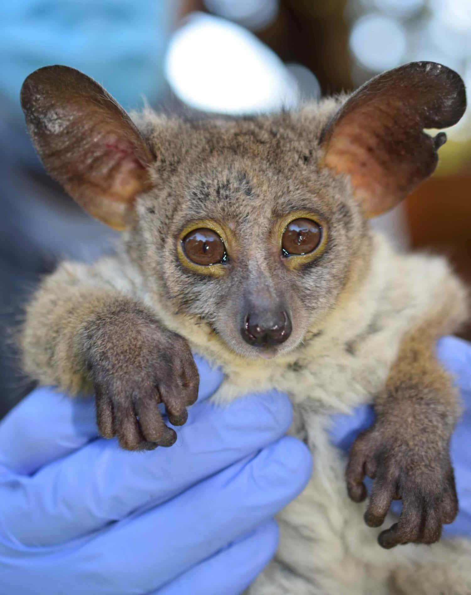 Bush Baby In Caregivers Hands.jpg Wallpaper