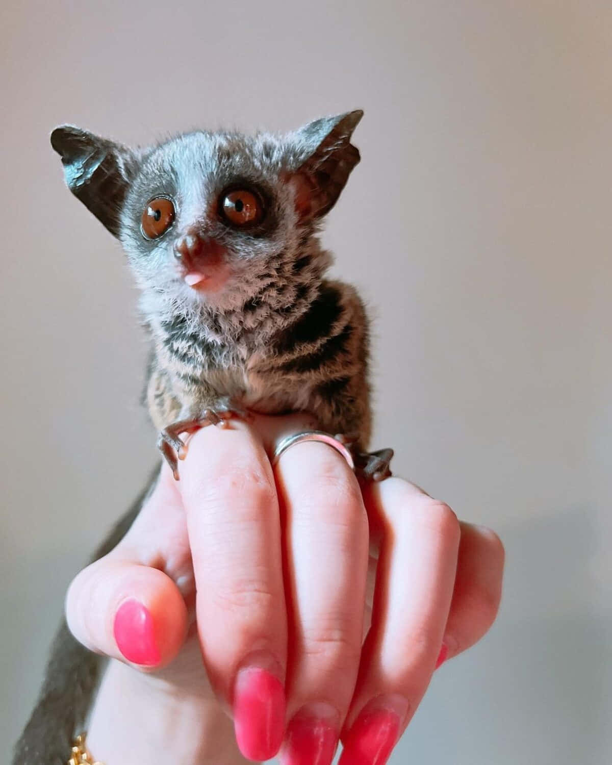 Bush Baby On Human Hand.jpg Wallpaper