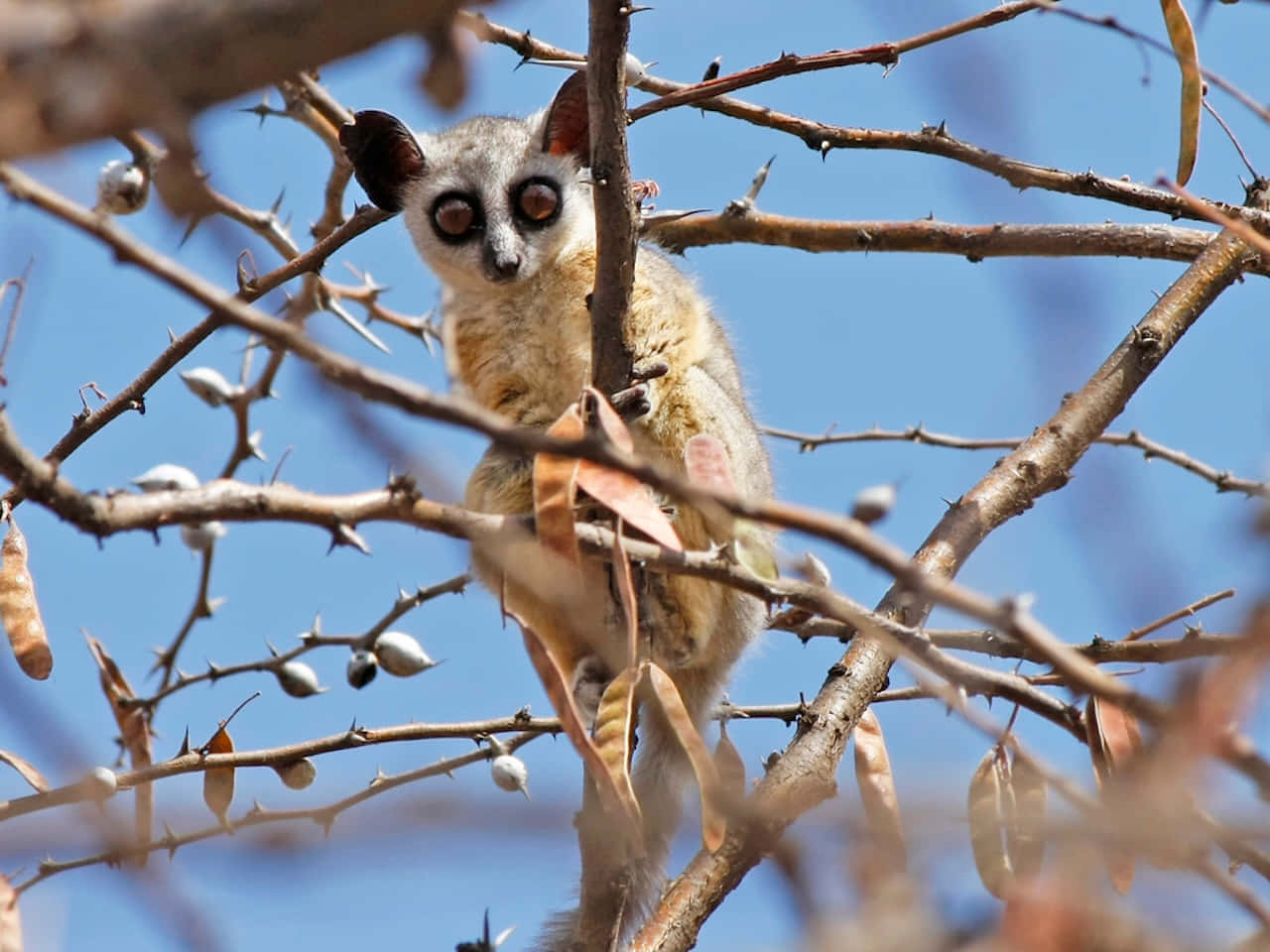 Bush Baby Peering Through Branches Wallpaper