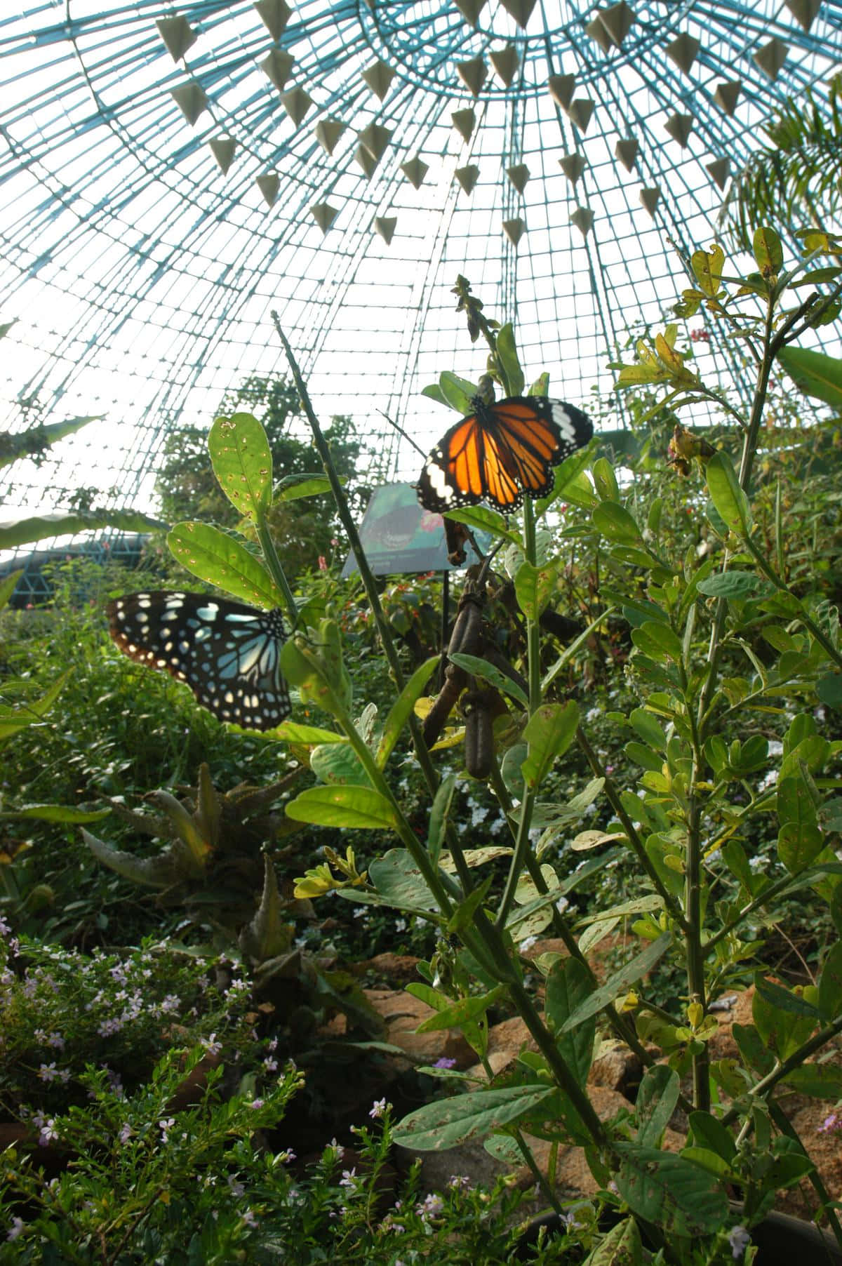 Butterflies_in_ Dome_ Garden Wallpaper