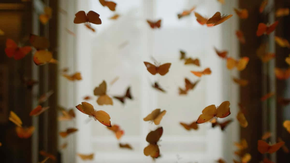 Butterfly Installation Art Wallpaper