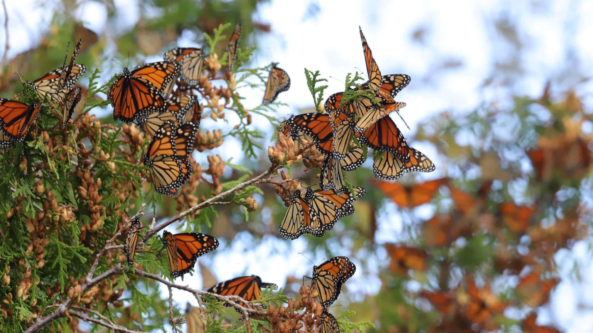 Butterfly Migration