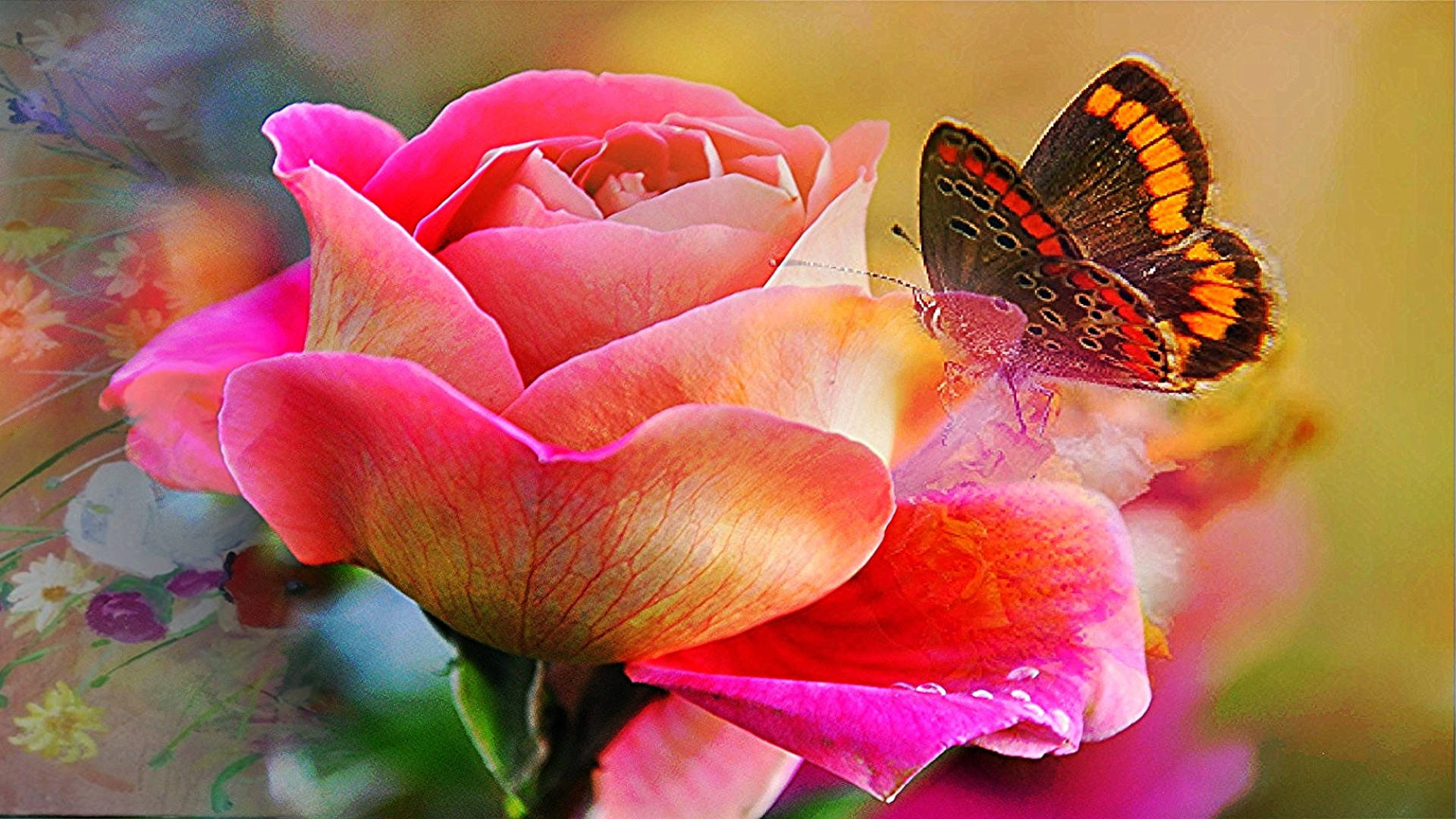 Butterfly On Flower Pc Wallpaper