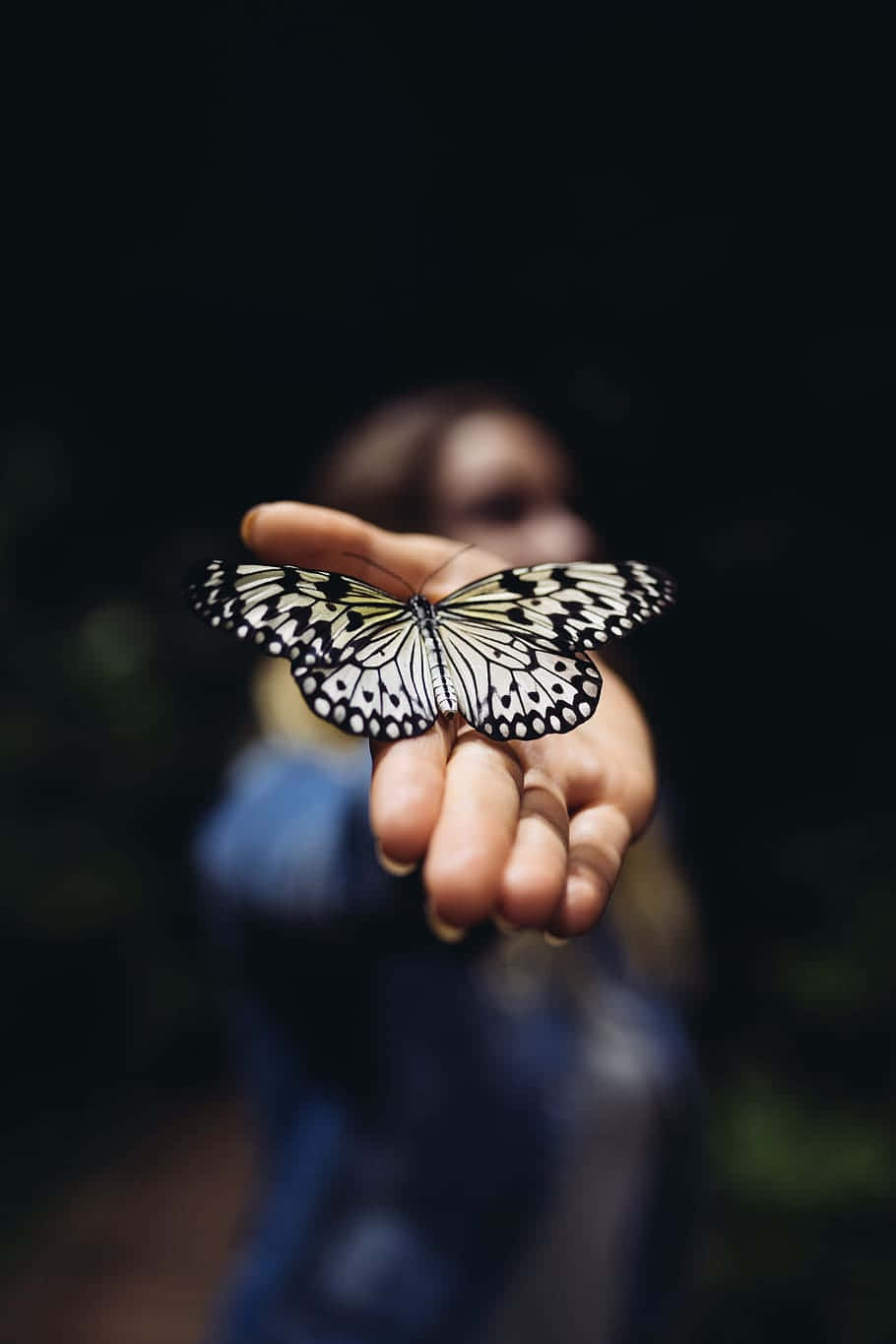 Butterfly Perchedon Finger Wallpaper