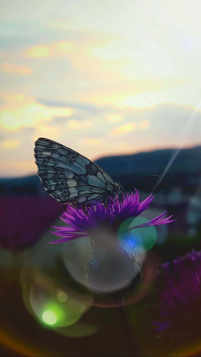 Butterfly Sunset Silhouette Wallpaper