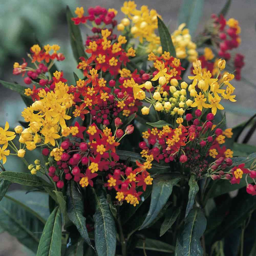 Butterfly Weed Blooming In A Wildflower Field Wallpaper