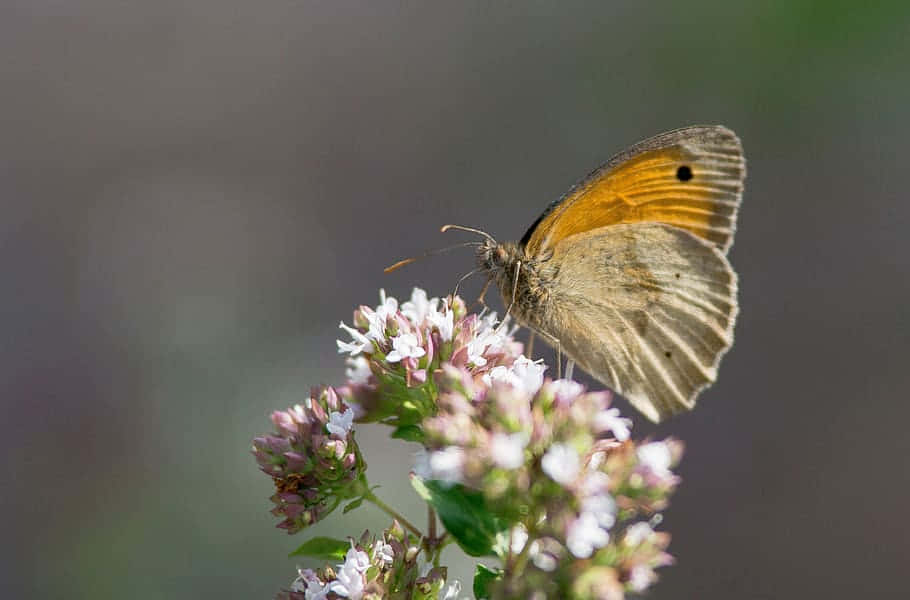 Butterflyon Flowering Plant Wallpaper