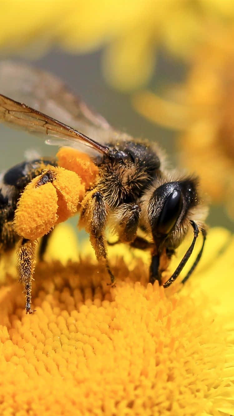 Buzzing Life On Apple: A Detailed Close-up Shot Of A Bee On An Apple Logo Of An Iphone. Wallpaper