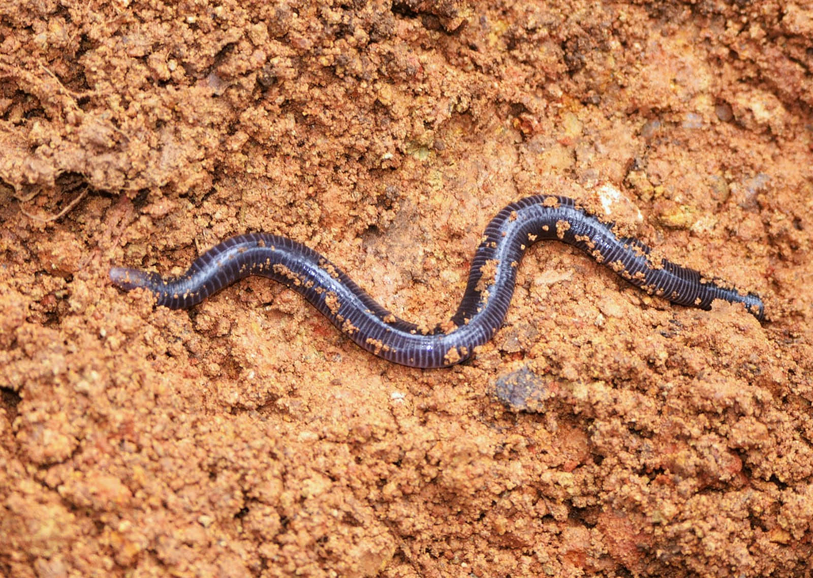 Caecilian Amphibianin Habitat.jpg Wallpaper