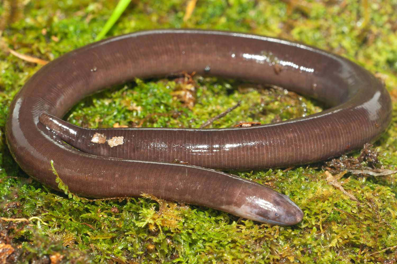 Caecilian Amphibianon Moss Wallpaper