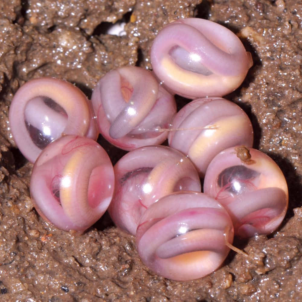 Caecilian Eggs Cluster.jpg Wallpaper