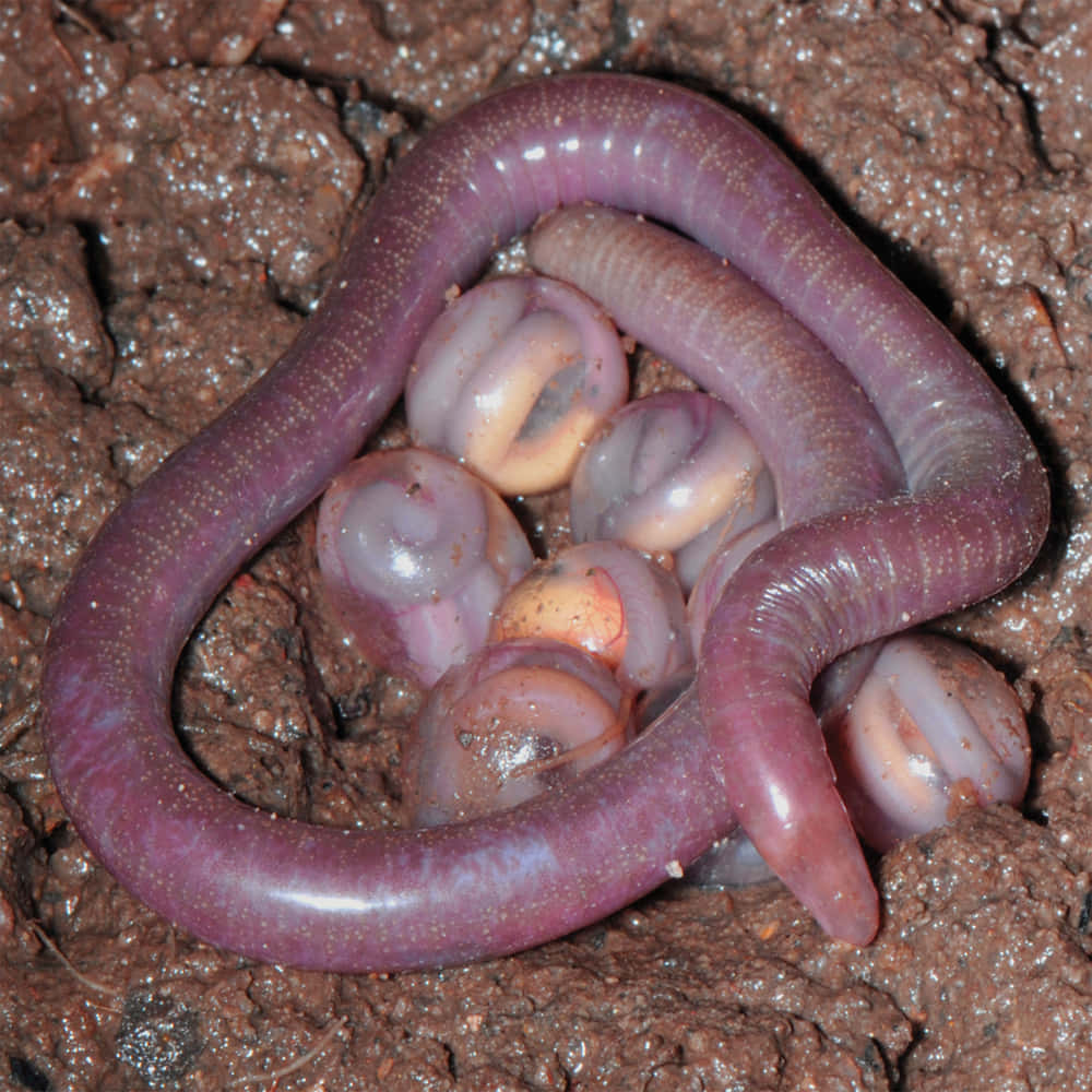 Caecilian Parental Care.jpg Wallpaper