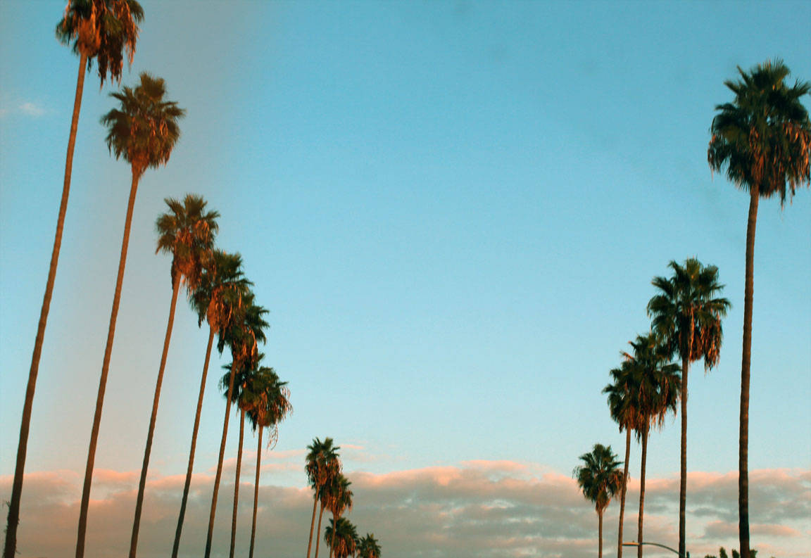 California Native Palm Trees Wallpaper