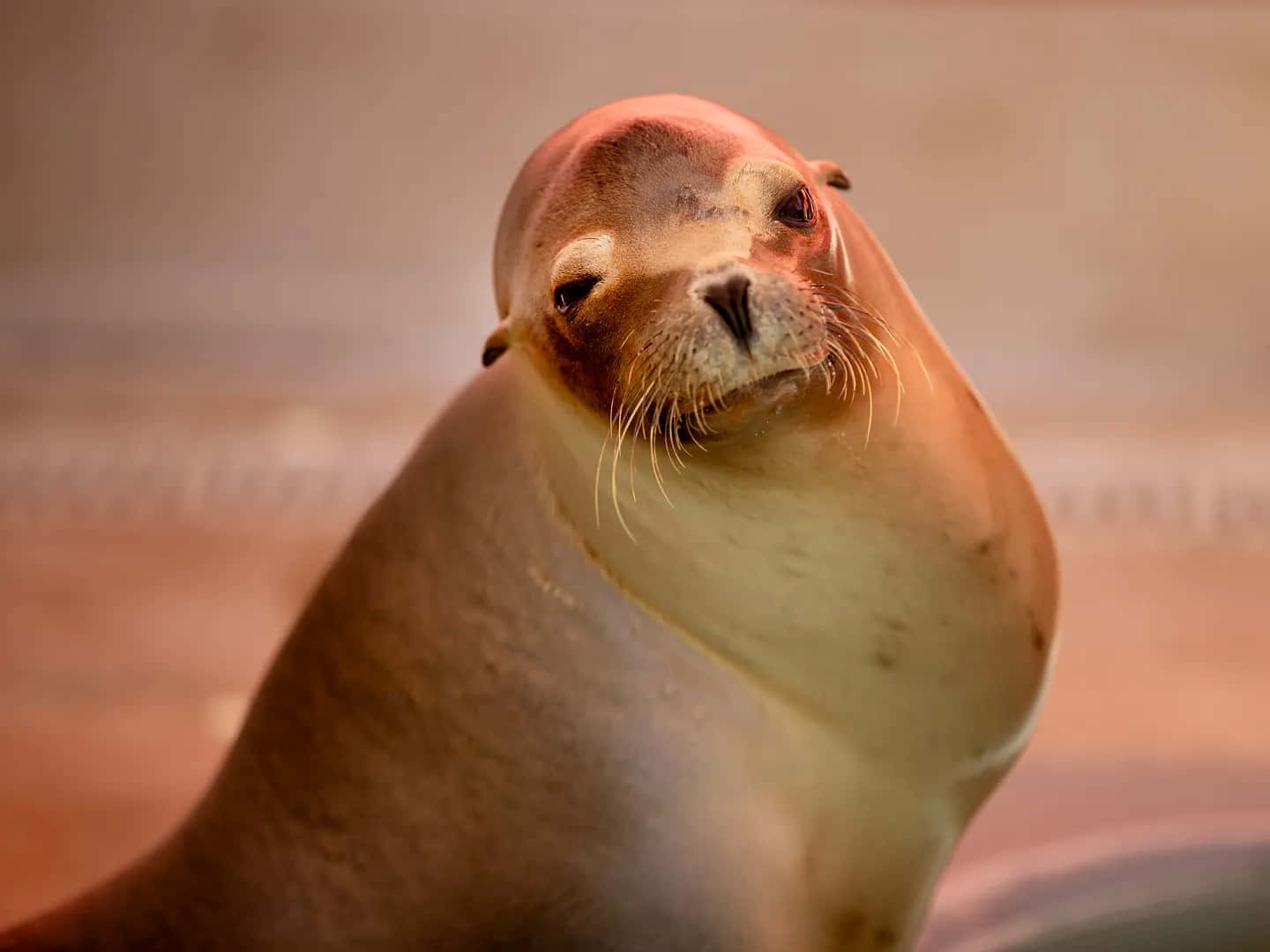 California Sea Lion Glance Wallpaper