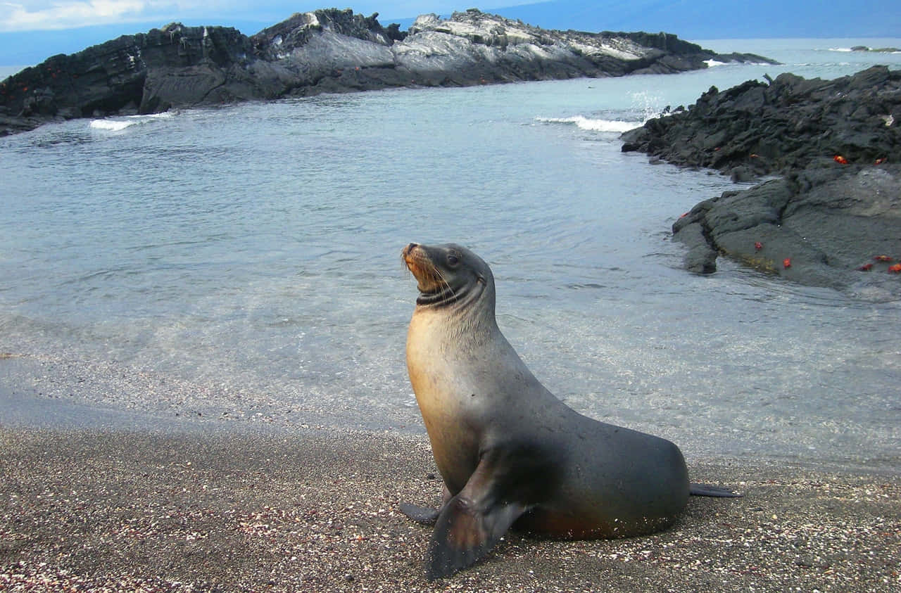 California Sea Lion On Beach Wallpaper