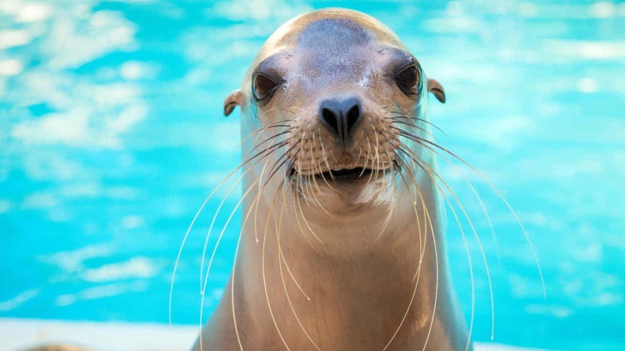 California Sea Lion Portrait Wallpaper