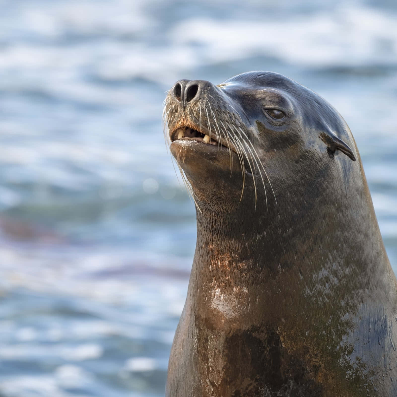 California Sea Lion Portrait Wallpaper