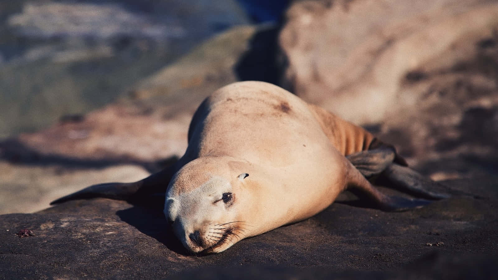 California Sea Lion Restingon Rock Wallpaper