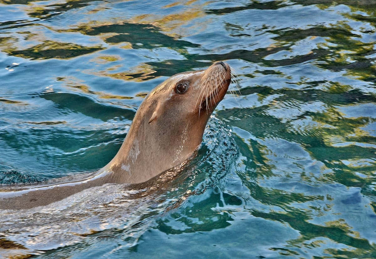 California Sea Lion Swimming Wallpaper