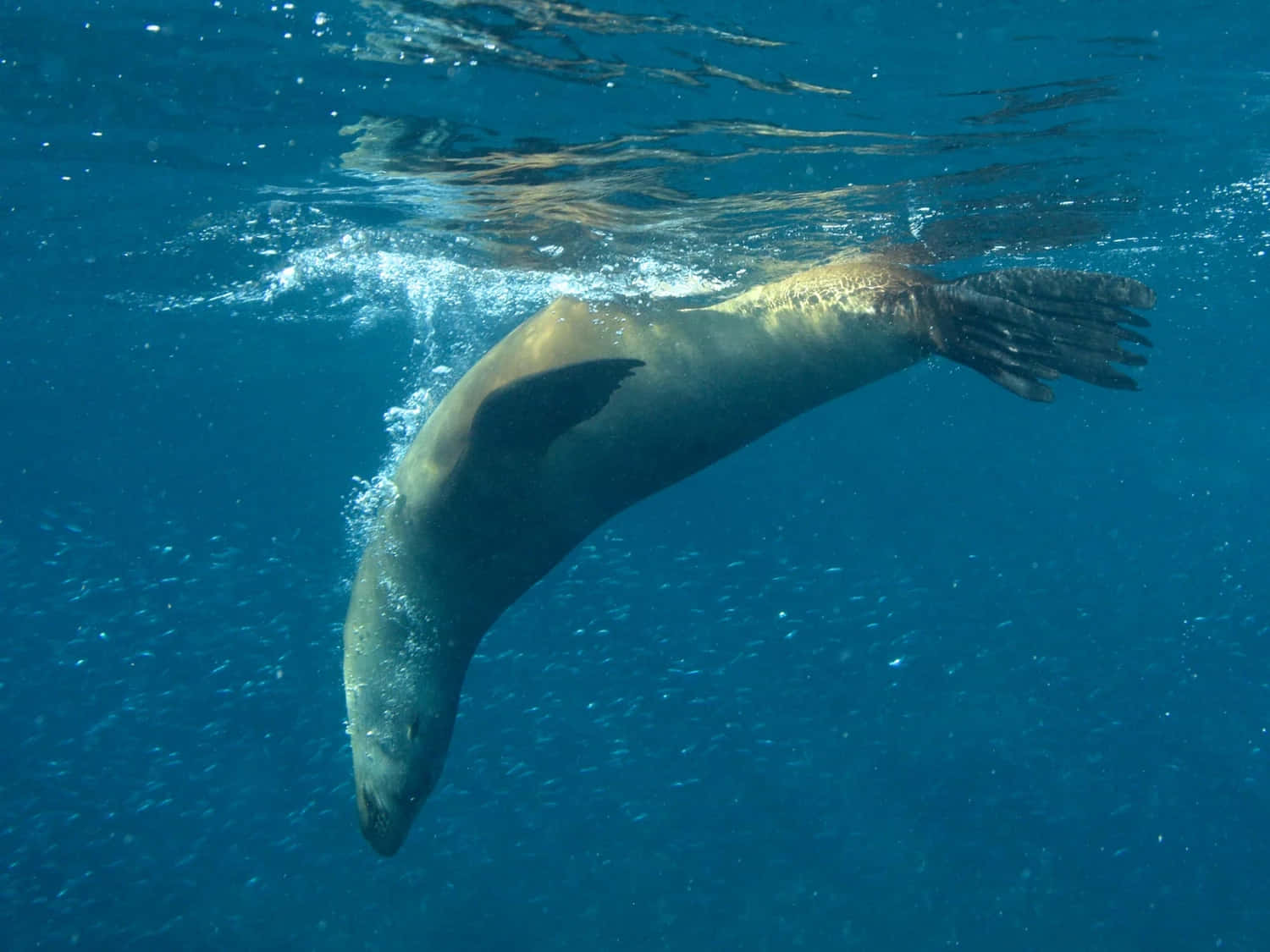 California Sea Lion Underwater Swim Wallpaper