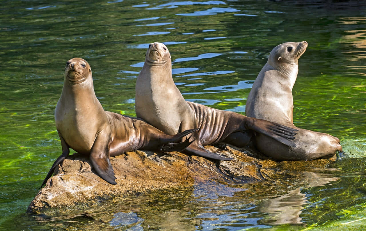 California Sea Lions Sunningon Rock Wallpaper