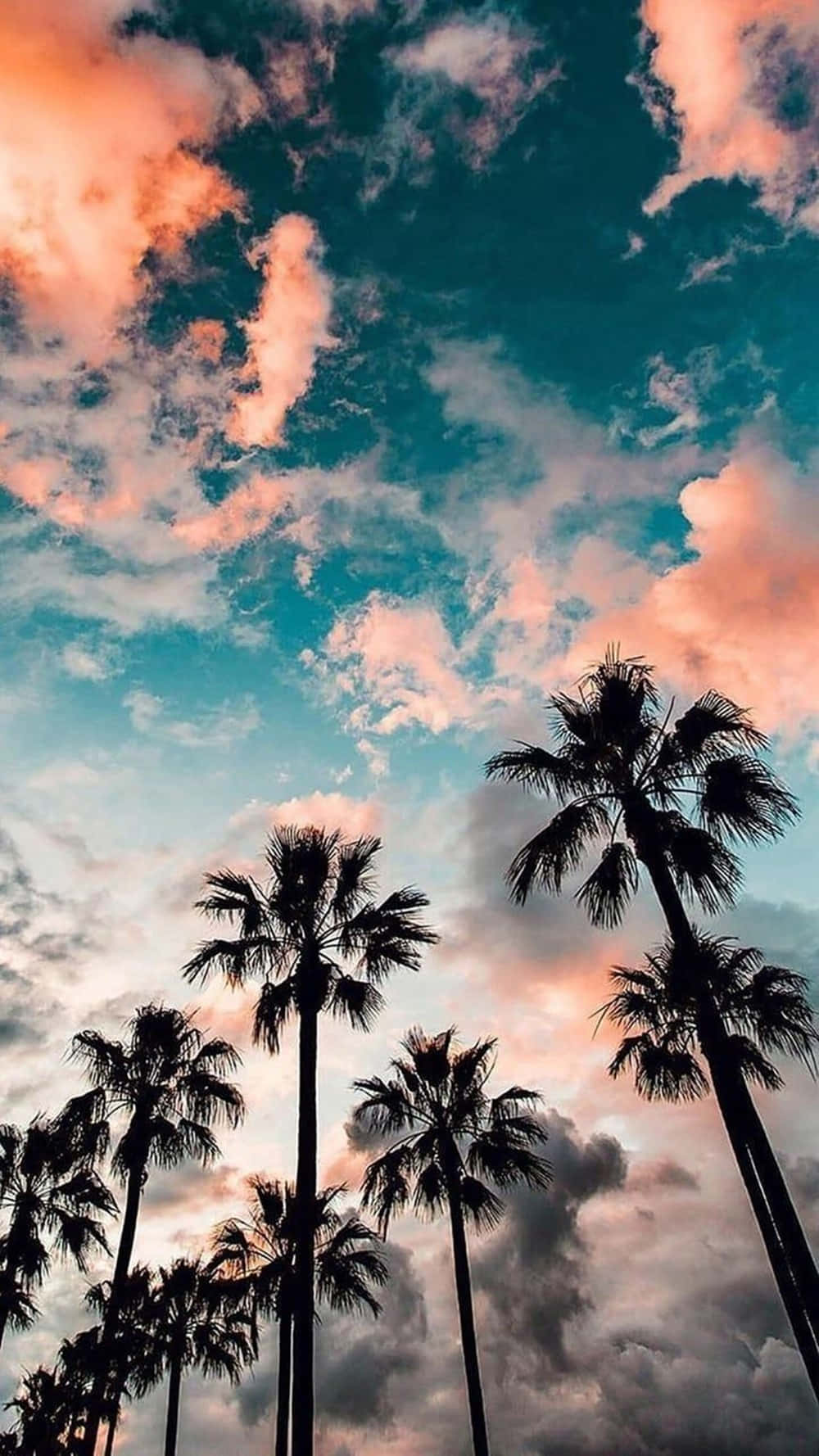 California Silhouetted Palm Trees Iphone Wallpaper