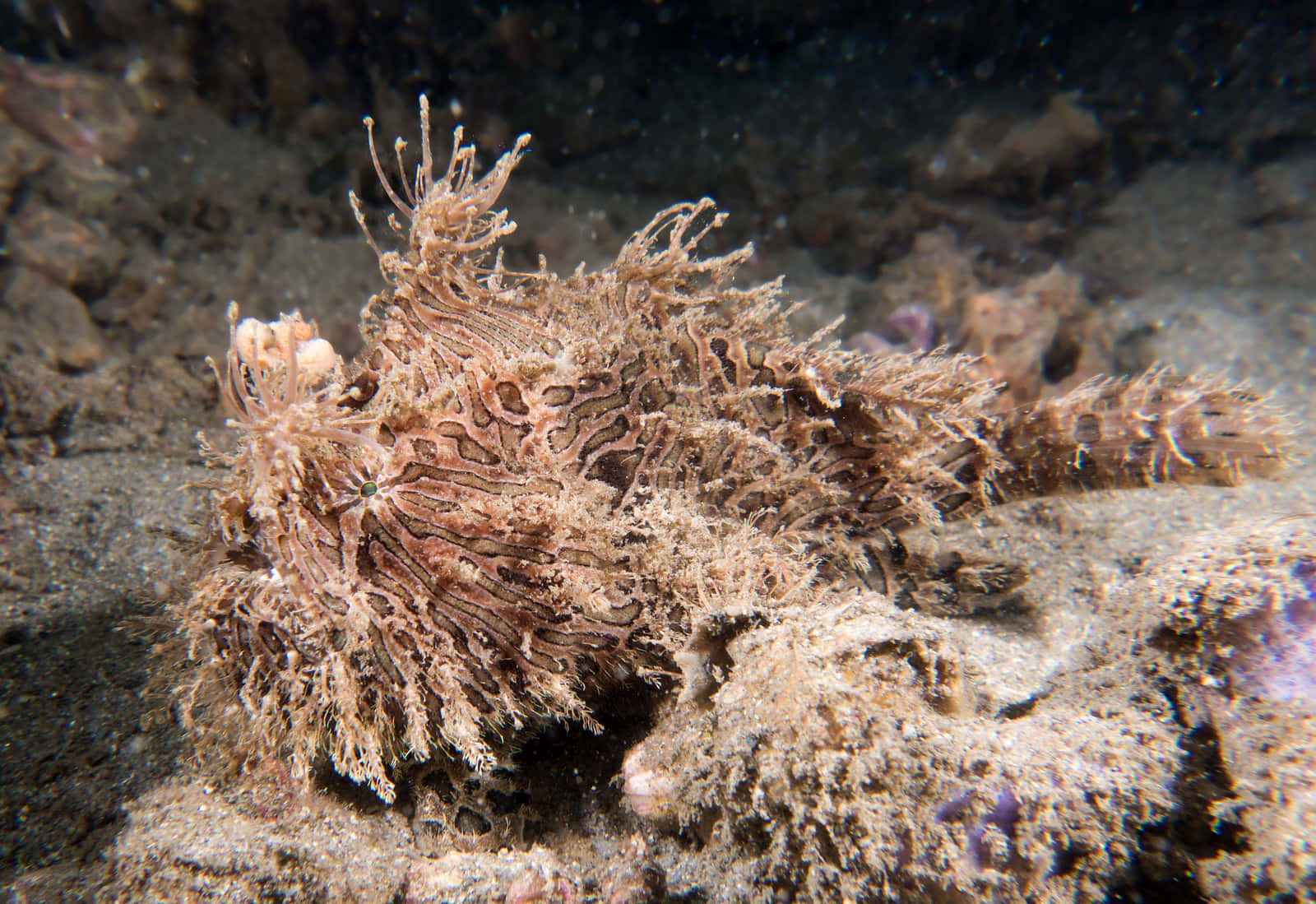 Camouflaged Frogfish Underwater Wallpaper