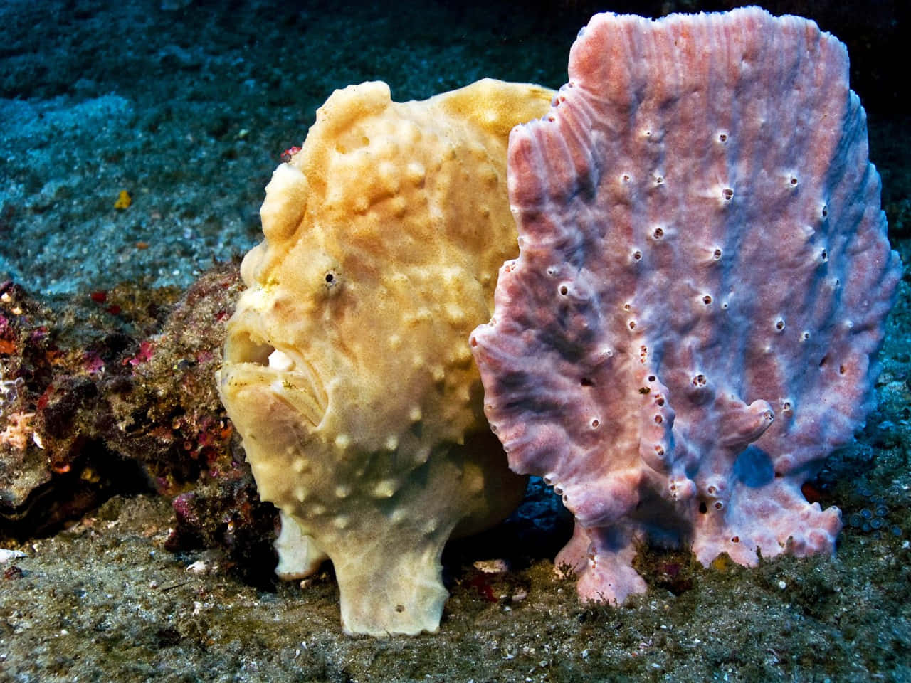 Camouflaged Frogfishon Seabed.jpg Wallpaper