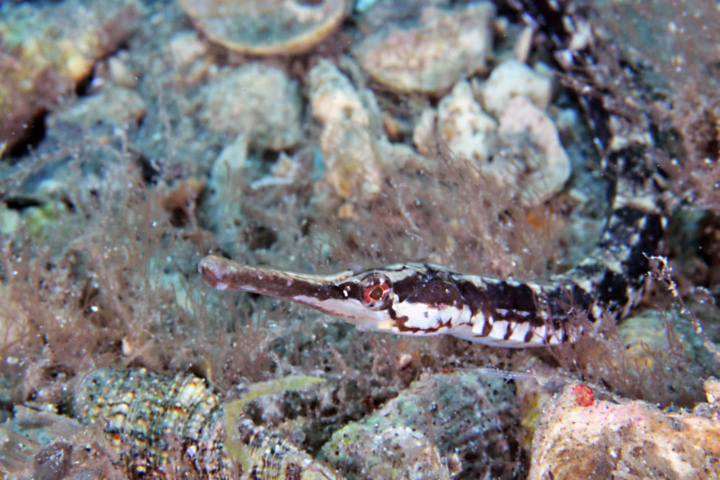 Camouflaged Pipefish Underwater Wallpaper