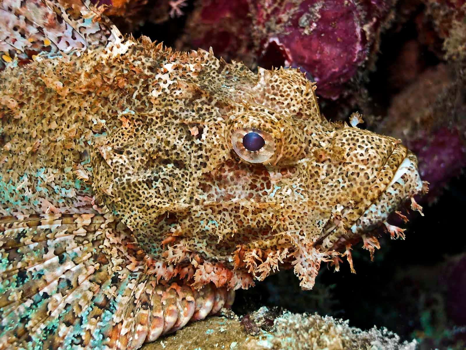 Camouflaged Scorpionfish Closeup Wallpaper