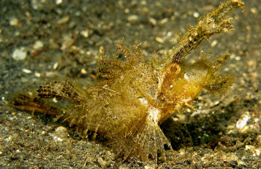 Camouflaged Scorpionfish Ocean Bed.jpg Wallpaper