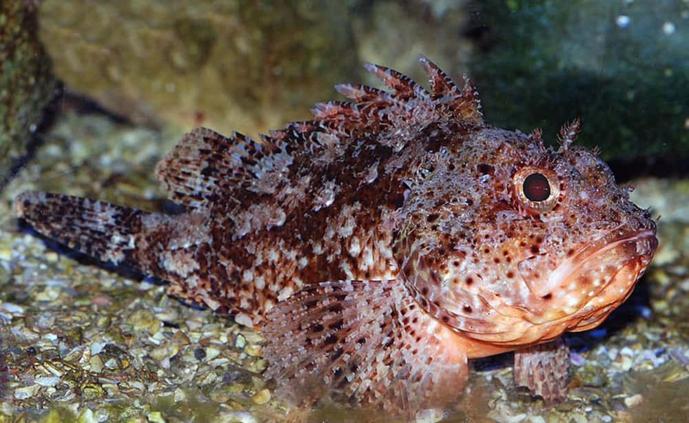 Camouflaged Scorpionfish Restingon Seabed.jpg Wallpaper