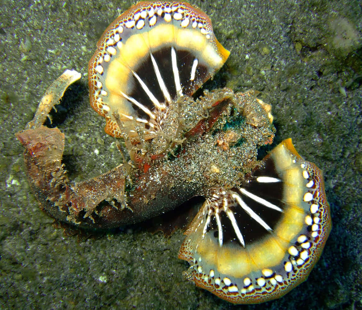 Camouflaged_ Scorpionfish_ Underwater.jpg Wallpaper