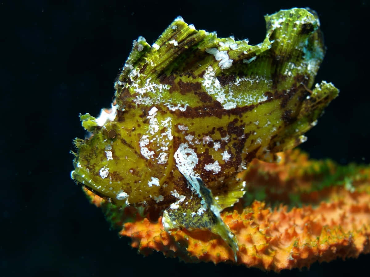 Camouflaged_ Scorpionfish_ Underwater.jpg Wallpaper