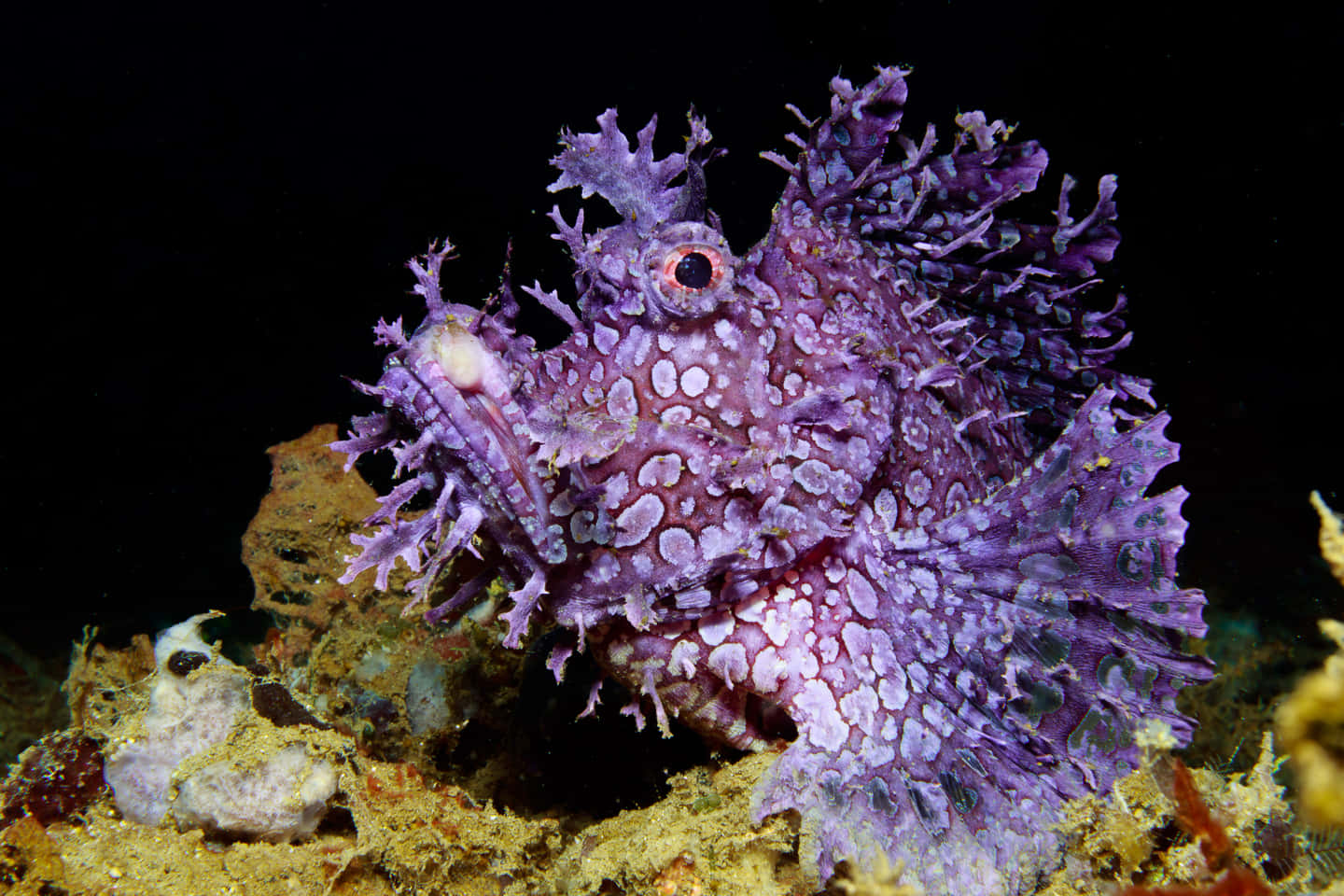 Camouflaged Scorpionfish Underwater Wallpaper